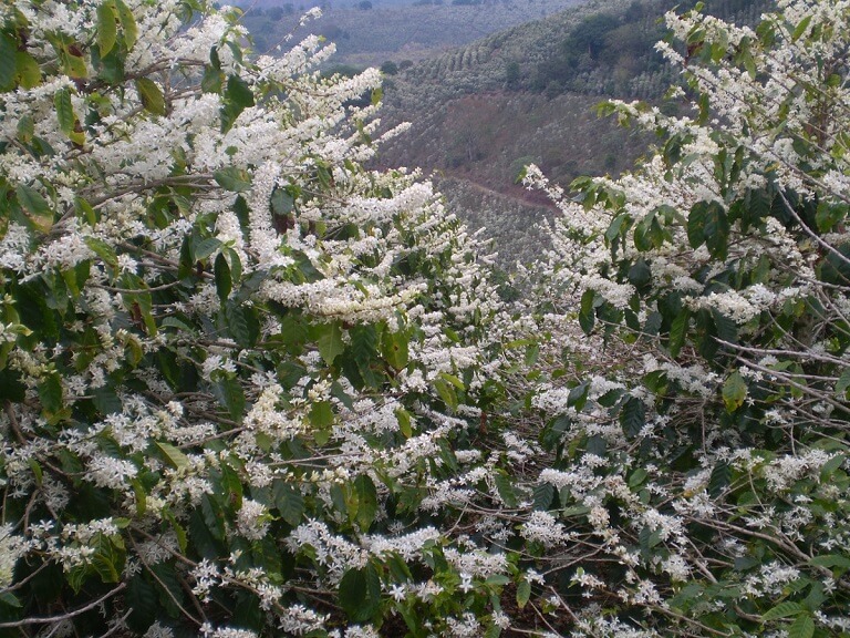 Brazil-Gerezim-flowering2012_0