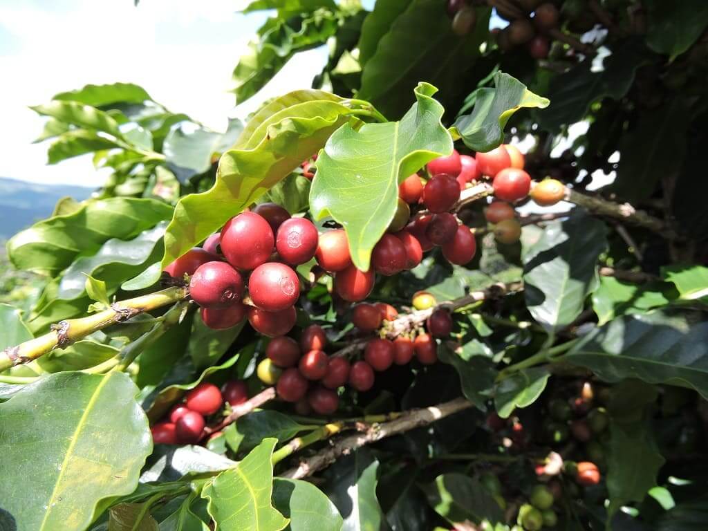 brazilian roast coffee