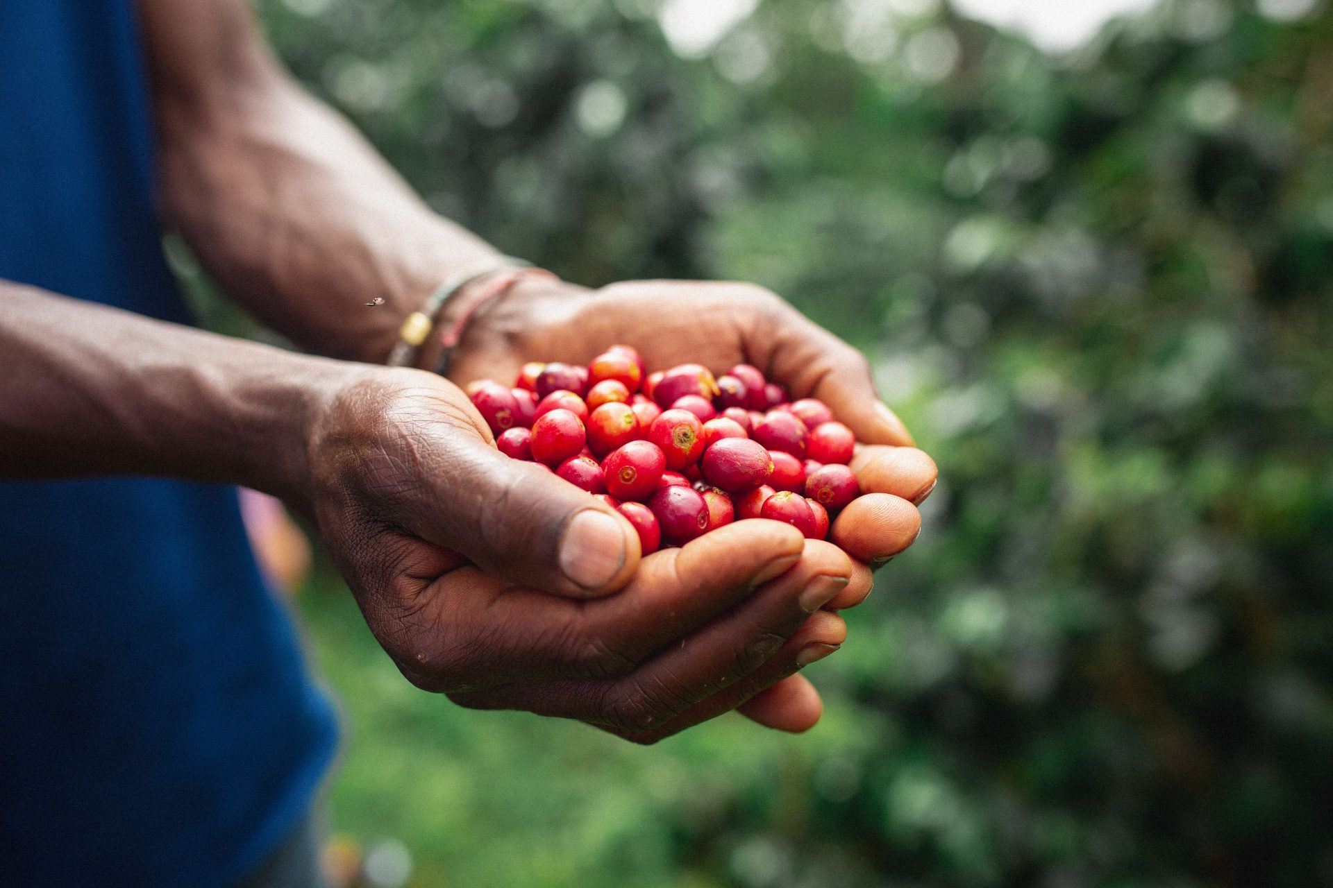 Tanzanian Farmer holding red coffee cherries