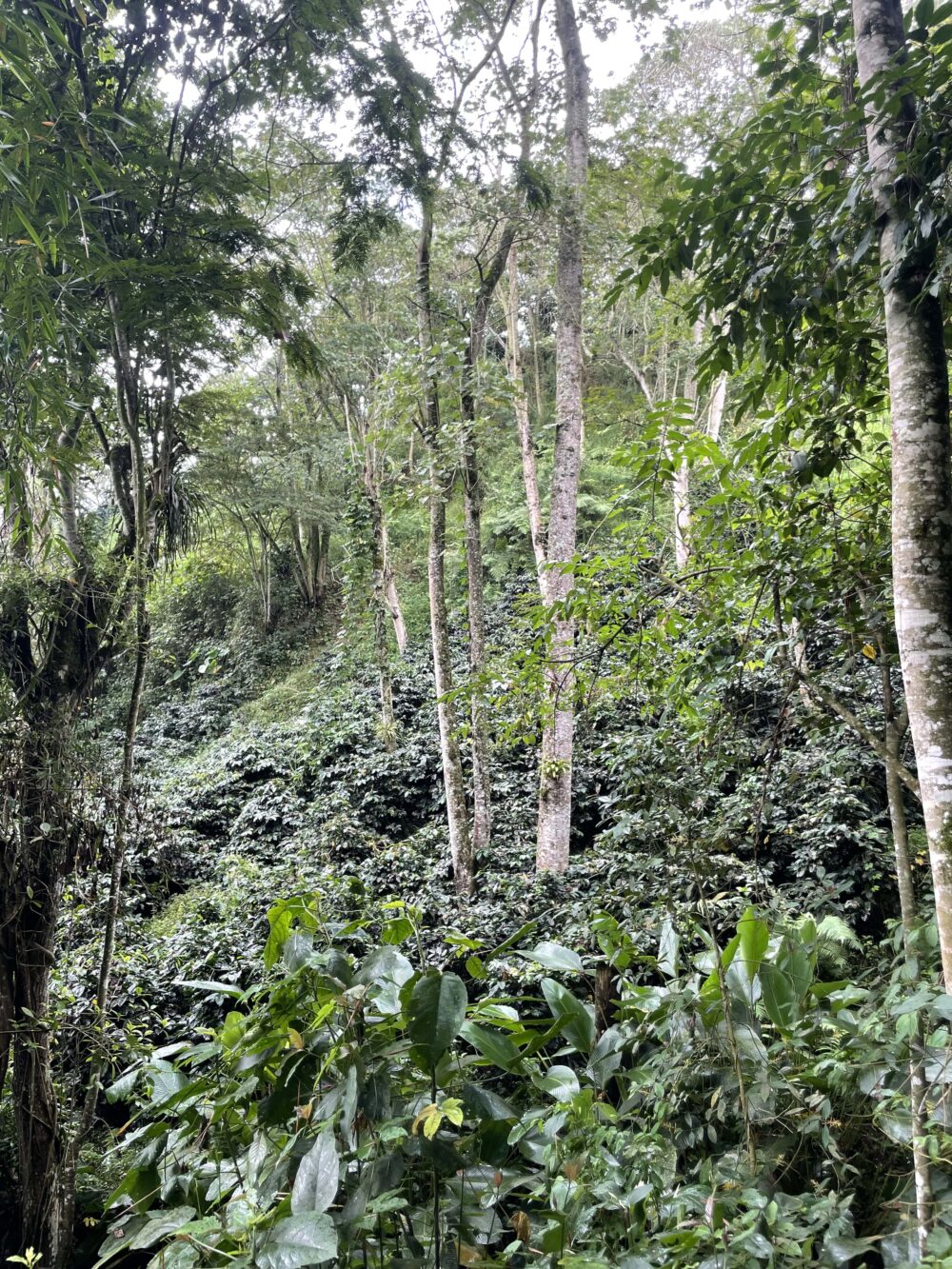 Colombia La Primavera Finca - Image 3
