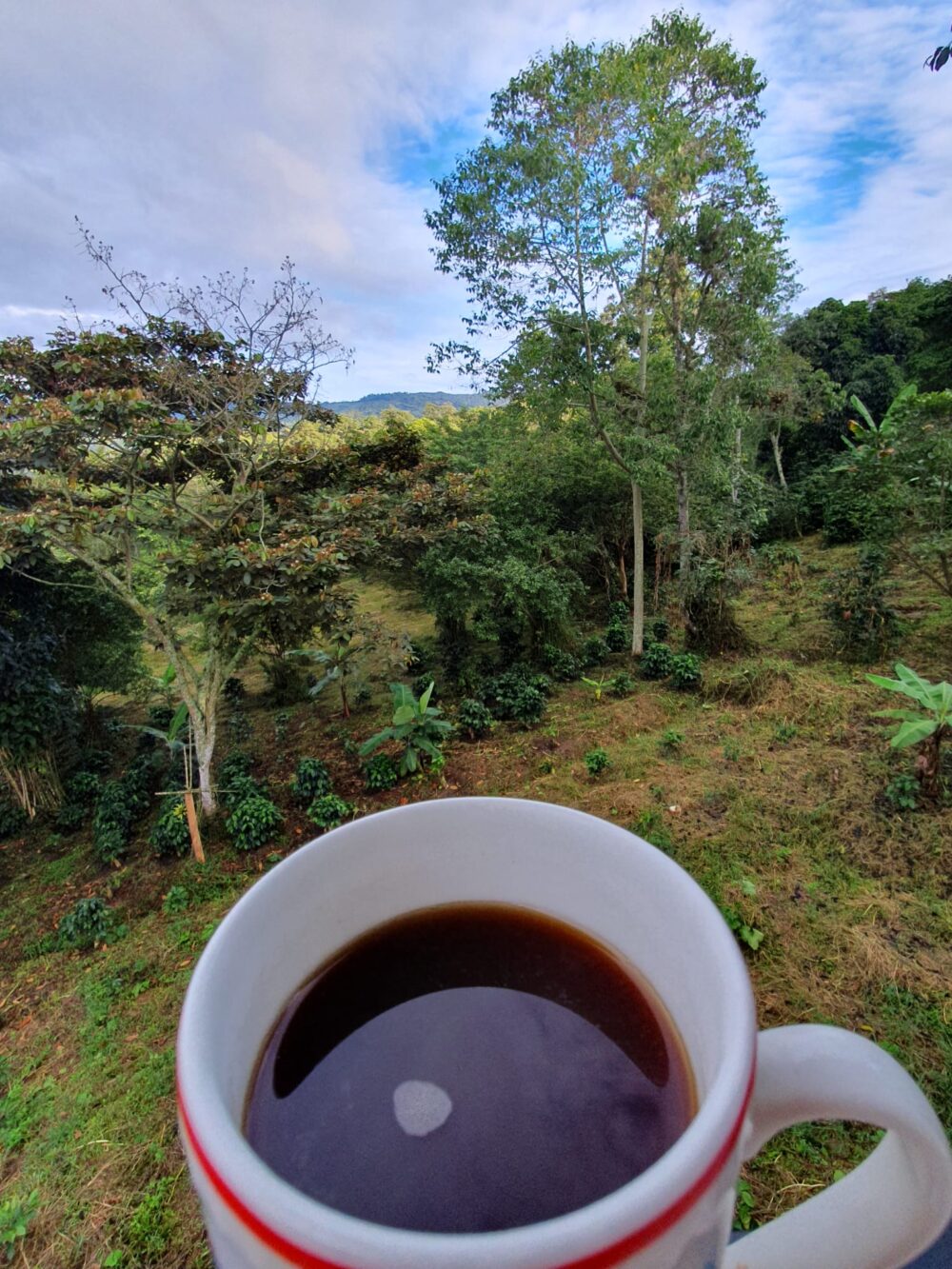 Colombia La Primavera Finca - Image 6