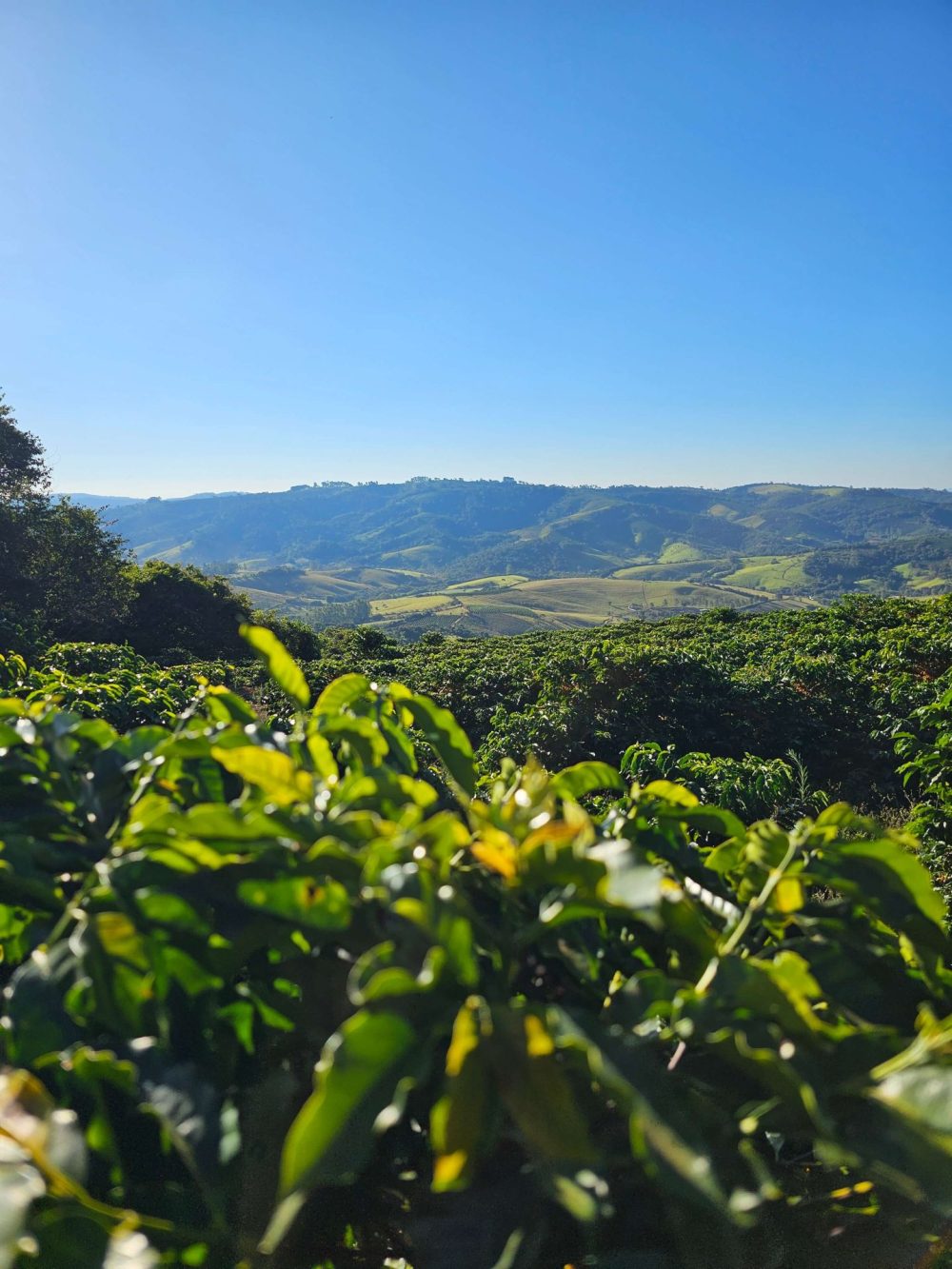 Nascentes Da Serra - Brazil - Image 4