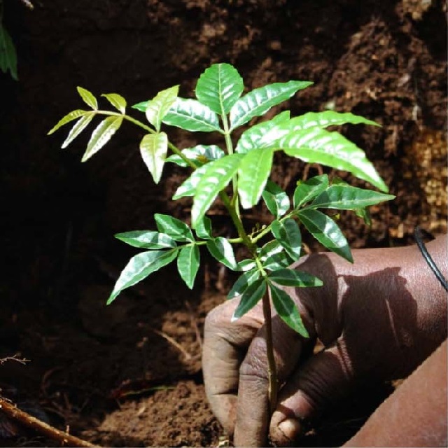 Tree Planting Project Mweka Villages